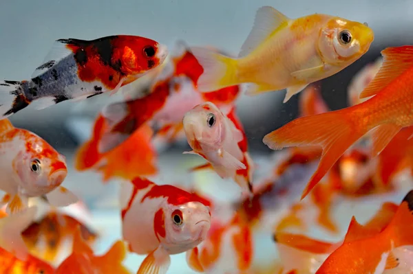 Goldfish in the aquarium pet shop — Stock Photo, Image