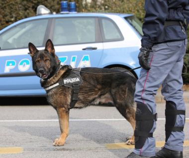 Önce şehrin sokaklarında devriye sırasında İtalyan polis köpeği 