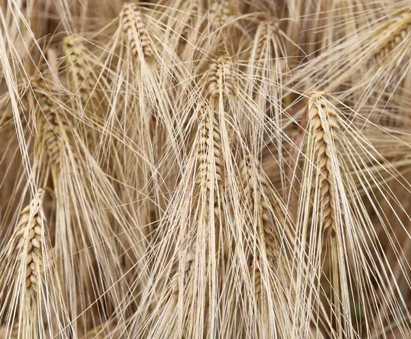 Niesamowite tło uszy dojrzałej pszenicy w pola uprawne, w — Zdjęcie stockowe