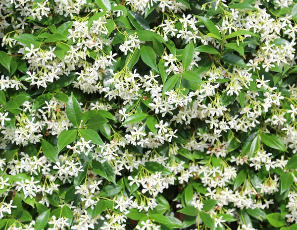 Fehér jázmin virágok zöld levelekkel — Stock Fotó