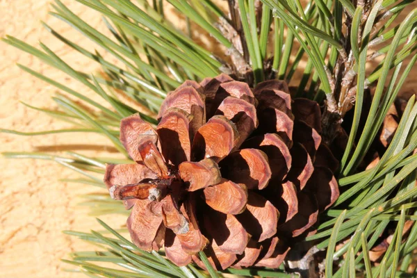 Kuru çam kozalağı Çam iğneleri ile makro — Stok fotoğraf