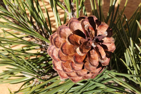 Macro de um cone de pinheiro seco com agulhas de pinheiro — Fotografia de Stock