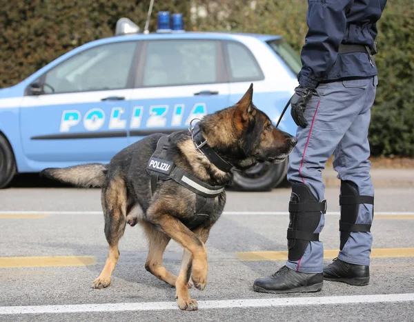 Cão de polícia italiano enquanto patrulha as ruas da cidade antes do — Fotografia de Stock