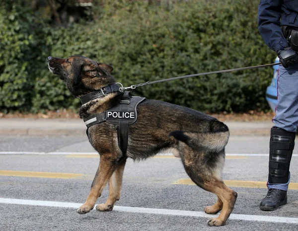 Şehrin sokaklarında devriye sırasında Alman çoban polis köpeği
