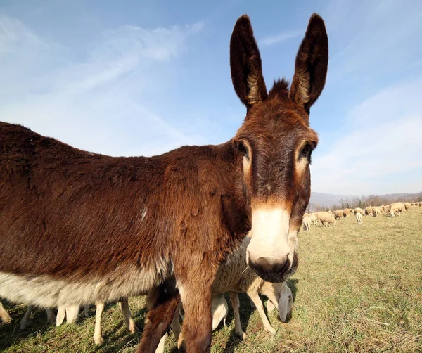 Burro joven con piel marrón pastan con el rebaño de ovejas en el — Foto de Stock