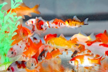 Japon balığı akvaryum pet shop