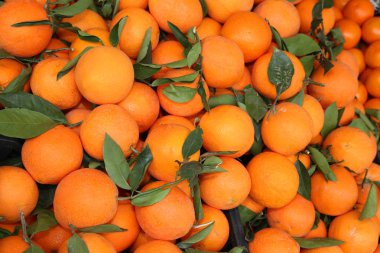 portakal yaprağı Akdeniz meyve hasat sonra