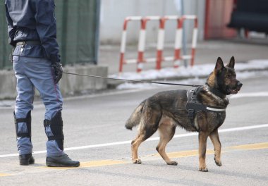 eğitilmiş polis köpeği sokaklarında boyunca gözetleme sırasında 