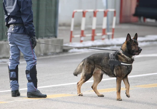 Trained police dog during surveillance along the streets of the — Stock Photo, Image