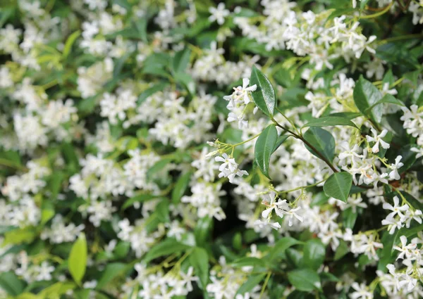 Белый жасмин цветы с зелеными листьями — стоковое фото