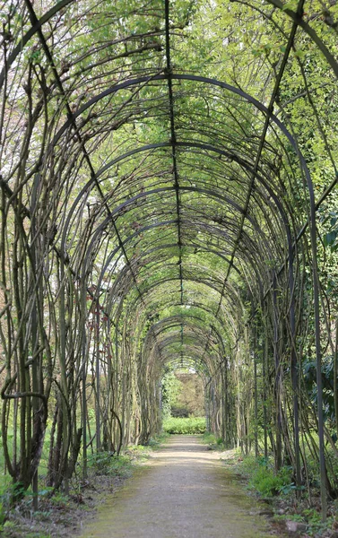 Setos túnel y flores en un jardín en primavera — Foto de Stock