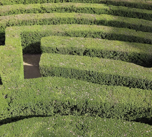 Labyrinth with the hedges in an outdoor garden — Stock Photo, Image