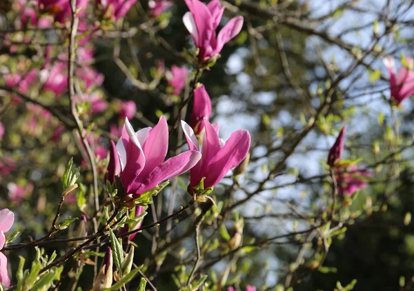 보라색 꽃 피는 목련 나무 — 스톡 사진