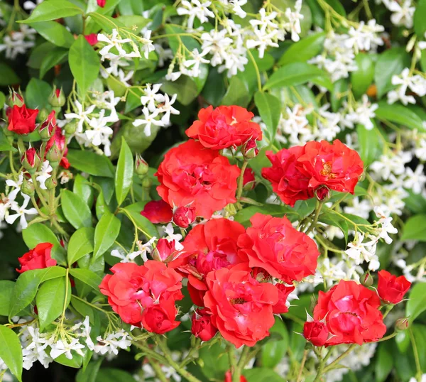 Red Rosed and white jasmine flowers with green leaves — Stock Photo, Image