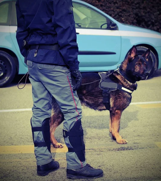 Police dog while patrolling the city streets to prevent terroris — Stock Photo, Image