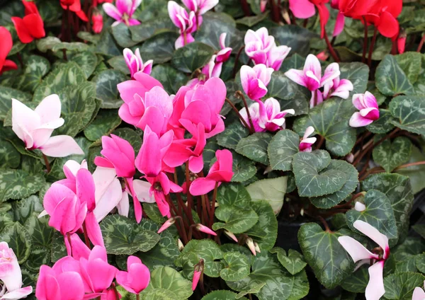 Flores de ciclame com pétalas roxas e brancas — Fotografia de Stock