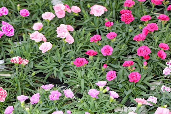Äng med många krysantemum blommor under våren — Stockfoto