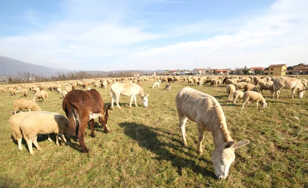 Burros y ovejas pastando en un día cálido —  Fotos de Stock