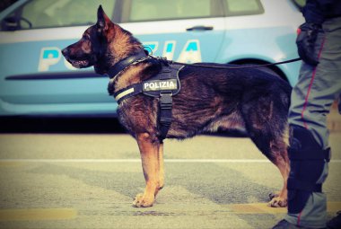 Önce şehrin sokaklarında devriye sırasında İtalyan polis köpeği 