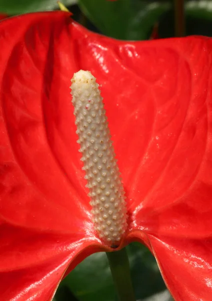 Big red flower with long spadix — Stock Photo, Image