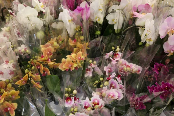 Kleurrijke orchidee typen in de winkel van de bloemist — Stockfoto