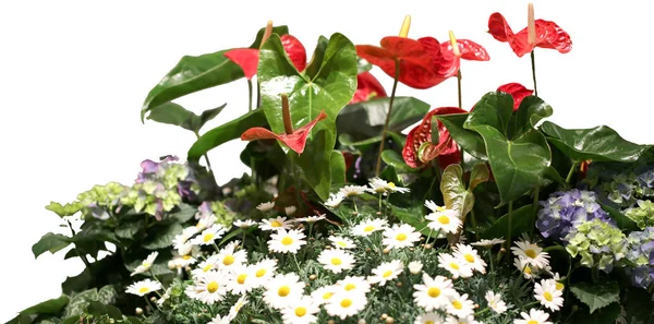Many white daisies and red flower Anthurium — Stock Photo, Image