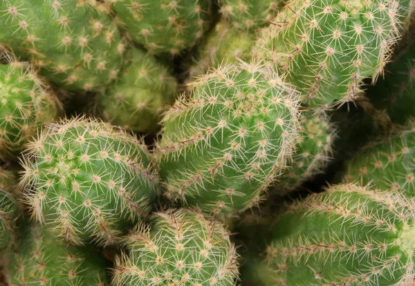 Fondo de cactus espinoso con muchas agujas —  Fotos de Stock