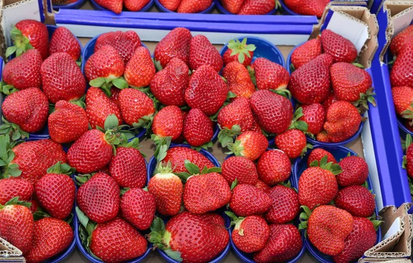 Koše zralé červené jahody pěstované pomocí technik orga — Stock fotografie