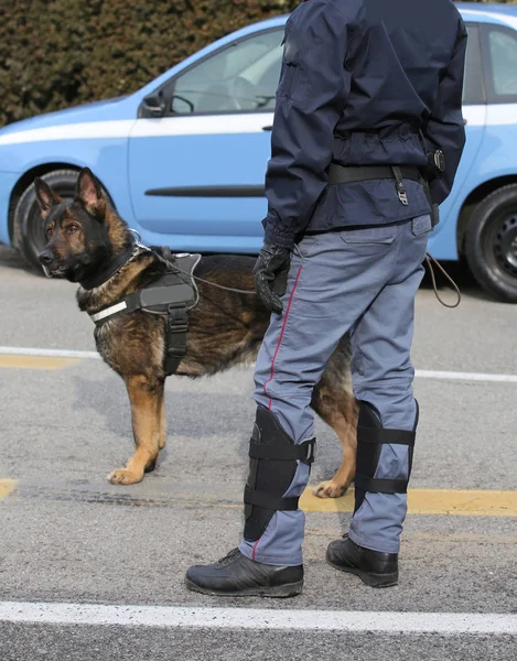 Police dog while patrolling the city streets to prevent terroris — Stock Photo, Image