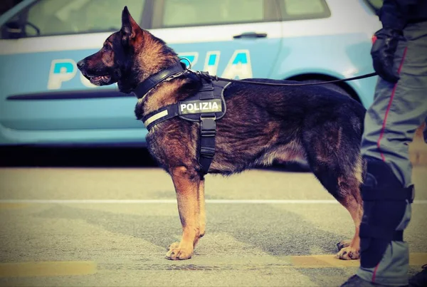 Italian police dog while patrolling the city streets before the — Stock Photo, Image