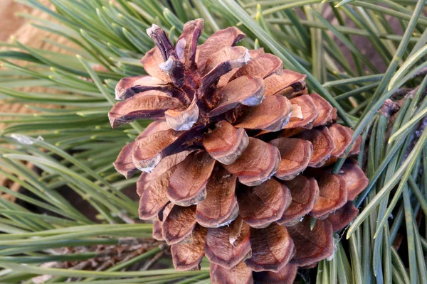 Macro de um cone de pinheiro seco com agulhas de pinheiro — Fotografia de Stock