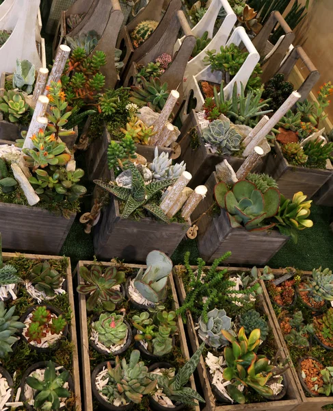 Molte piante grasse in vendita nel fioraio — Foto Stock