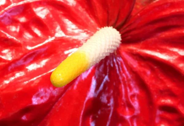 Macro de flor roja grande con espádice largo — Foto de Stock