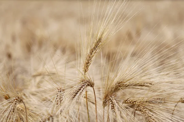 Amazing background of ripe wheat ears in the cultivated field in — Stock Photo, Image