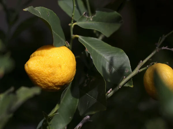 Żółty cytrynowy na drzewie z zielonych liści — Zdjęcie stockowe