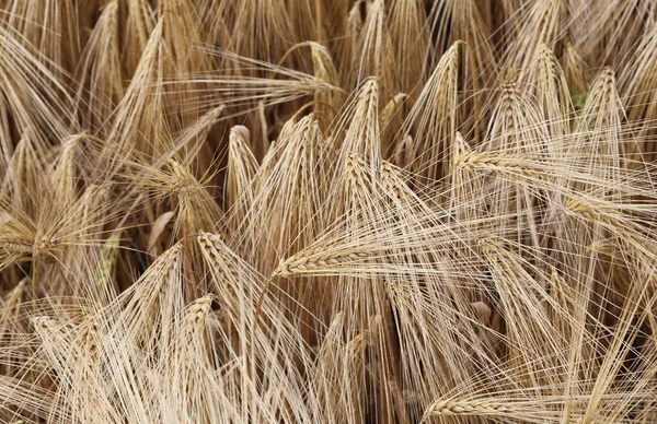 Hintergrund der reifen Ähren des auf dem Feld angebauten Weizens — Stockfoto