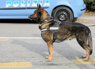 Önce şehrin sokaklarında devriye sırasında İtalyan polis köpeği 