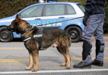 Önce şehrin sokaklarında devriye sırasında İtalyan polis köpeği 