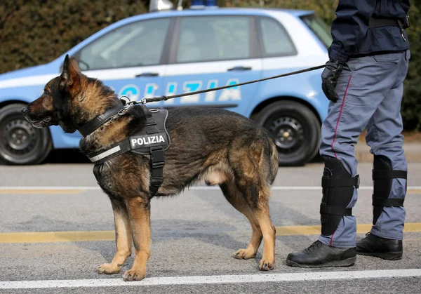 Perro policía italiano mientras patrulla las calles de la ciudad antes de la —  Fotos de Stock