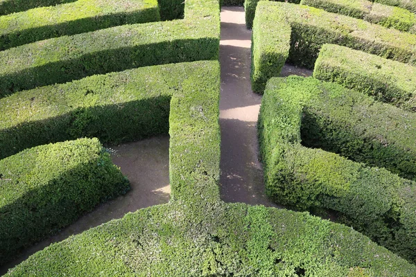 Labyrinth with the hedges in an outdoor garden — Stock Photo, Image