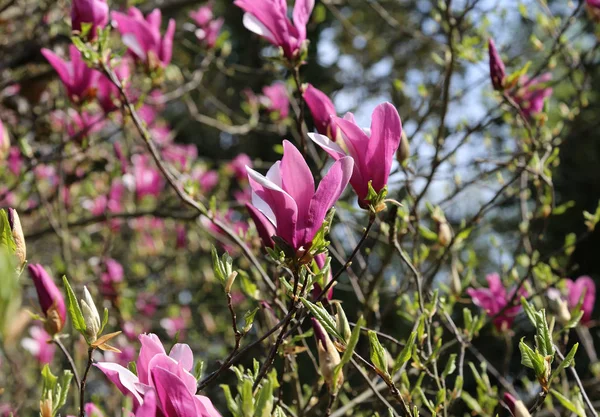 Lila Blumen blühender Magnolienbaum — Stockfoto