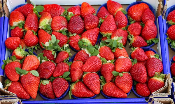 Morangos vermelhos cultivados utilizando as técnicas de agricultura biológica — Fotografia de Stock