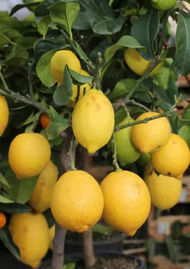 limon ağacı sarı olgun meyve ile