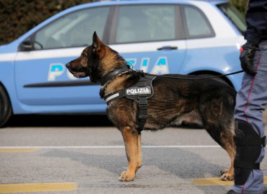 Önce şehrin sokaklarında devriye sırasında İtalyan polis köpeği 