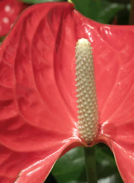 Macro of  big red flower with long spadix — Stock Photo, Image