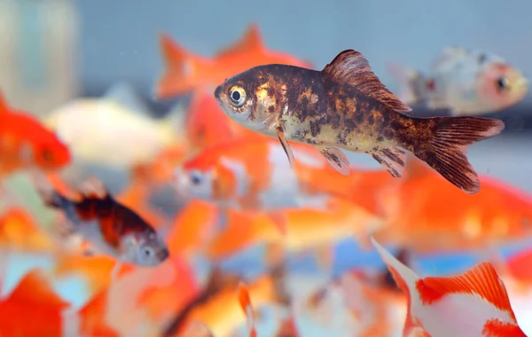 Goldfish in the aquarium pet shop — Stock Photo, Image