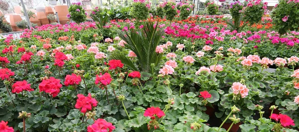 Red geraniums on sale in the greenhouse in spring — Stock Photo, Image