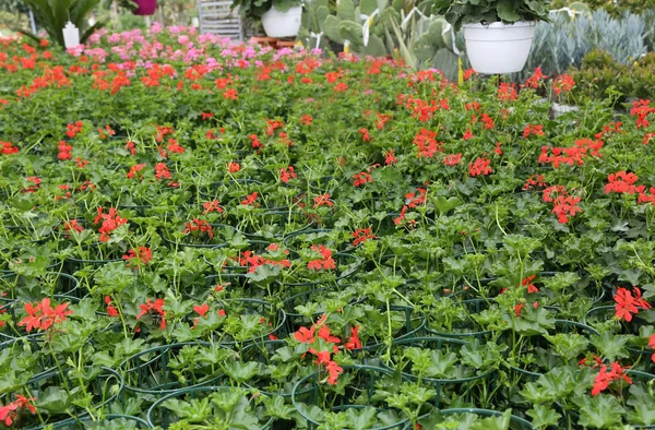 Red geraniums on sale in the greenhouse in spring — Stock Photo, Image