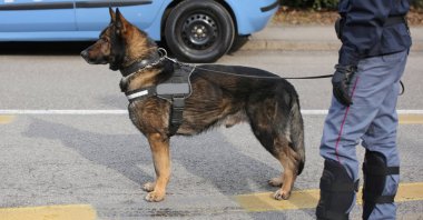eğitilmiş polis köpeği sokaklarında boyunca gözetleme sırasında 