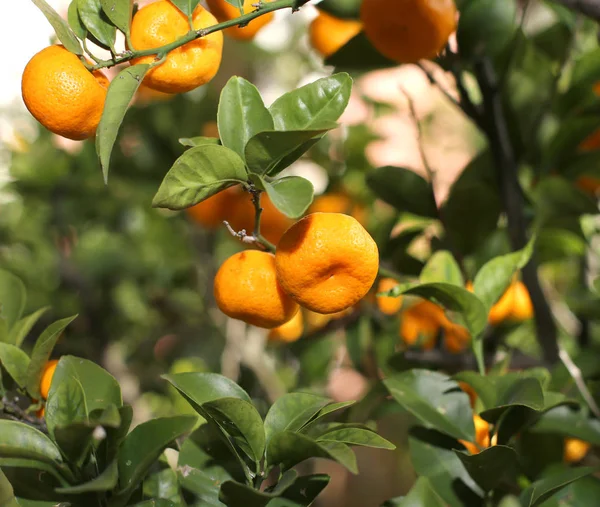 Спелые оранжевые мандарины на дереве с большим количеством листьев — стоковое фото